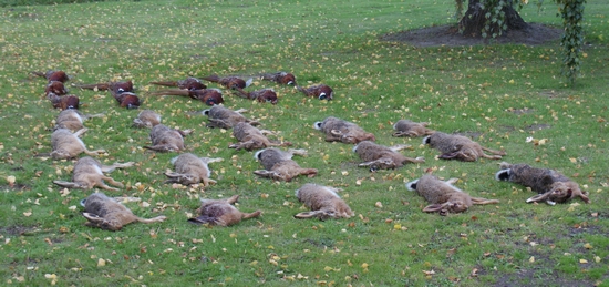 Tag med Jagtguiderne på harejagt i Skåne i slutningen af oktober